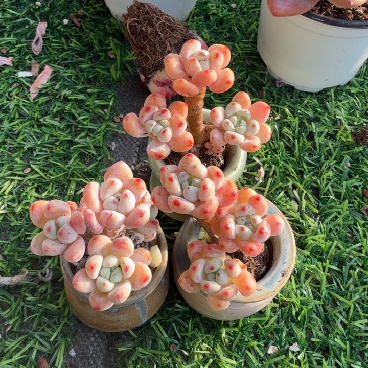 罗琦带盆一套。               