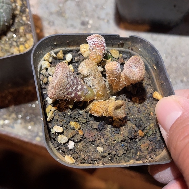 满38包邮2天凑单，脱土晾根发货多肉植物