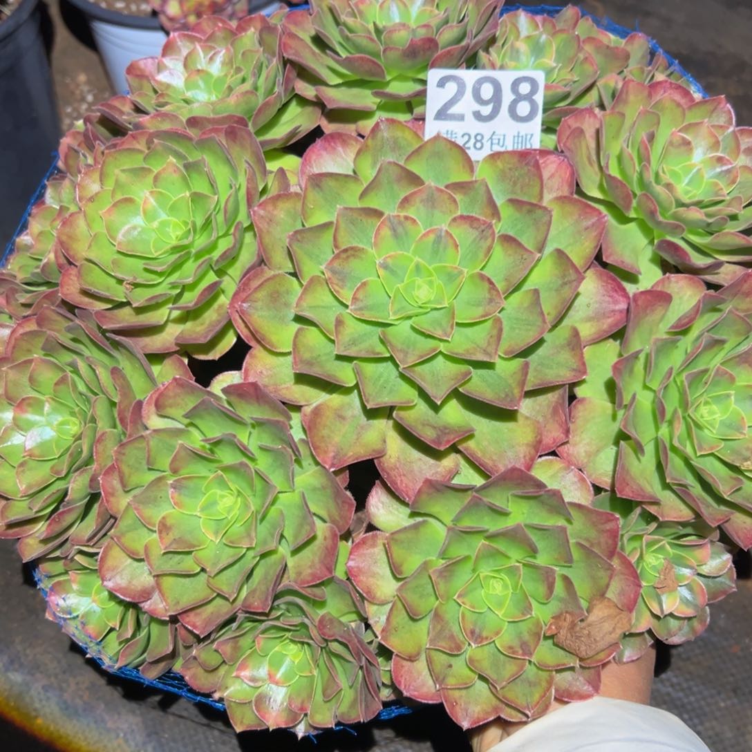 多肉植物298脱土的