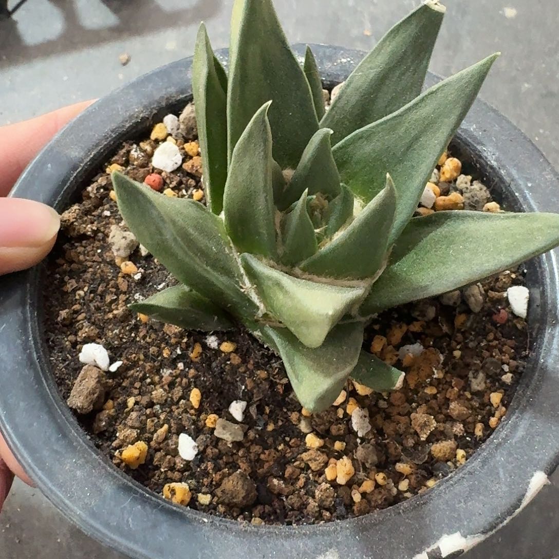 路***乙龙牙实生根一物一