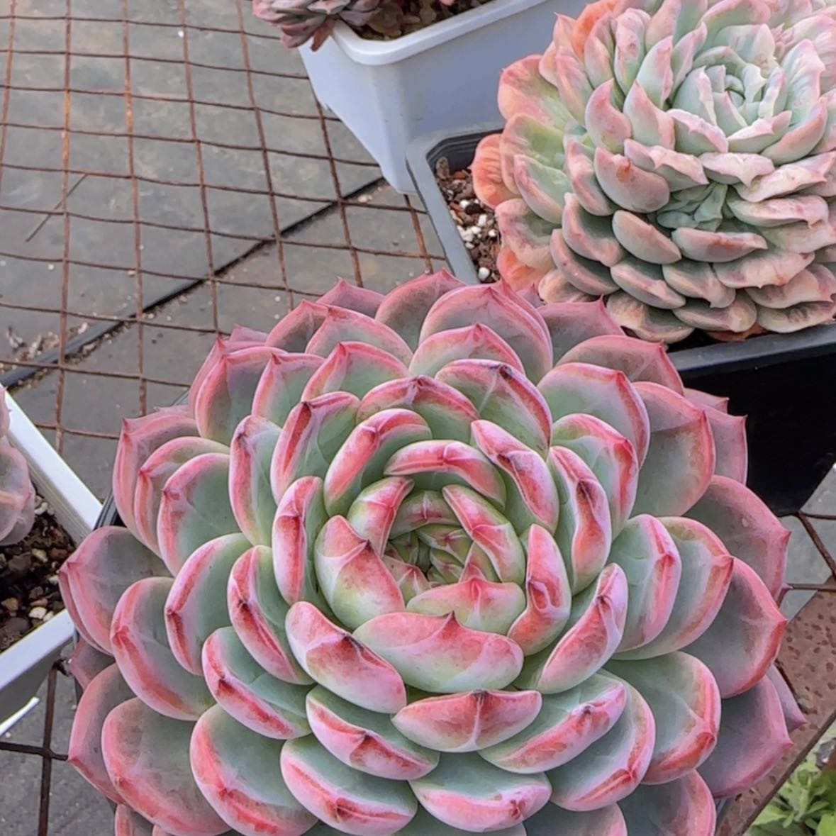 【闪购商品】母本红鸾39.9