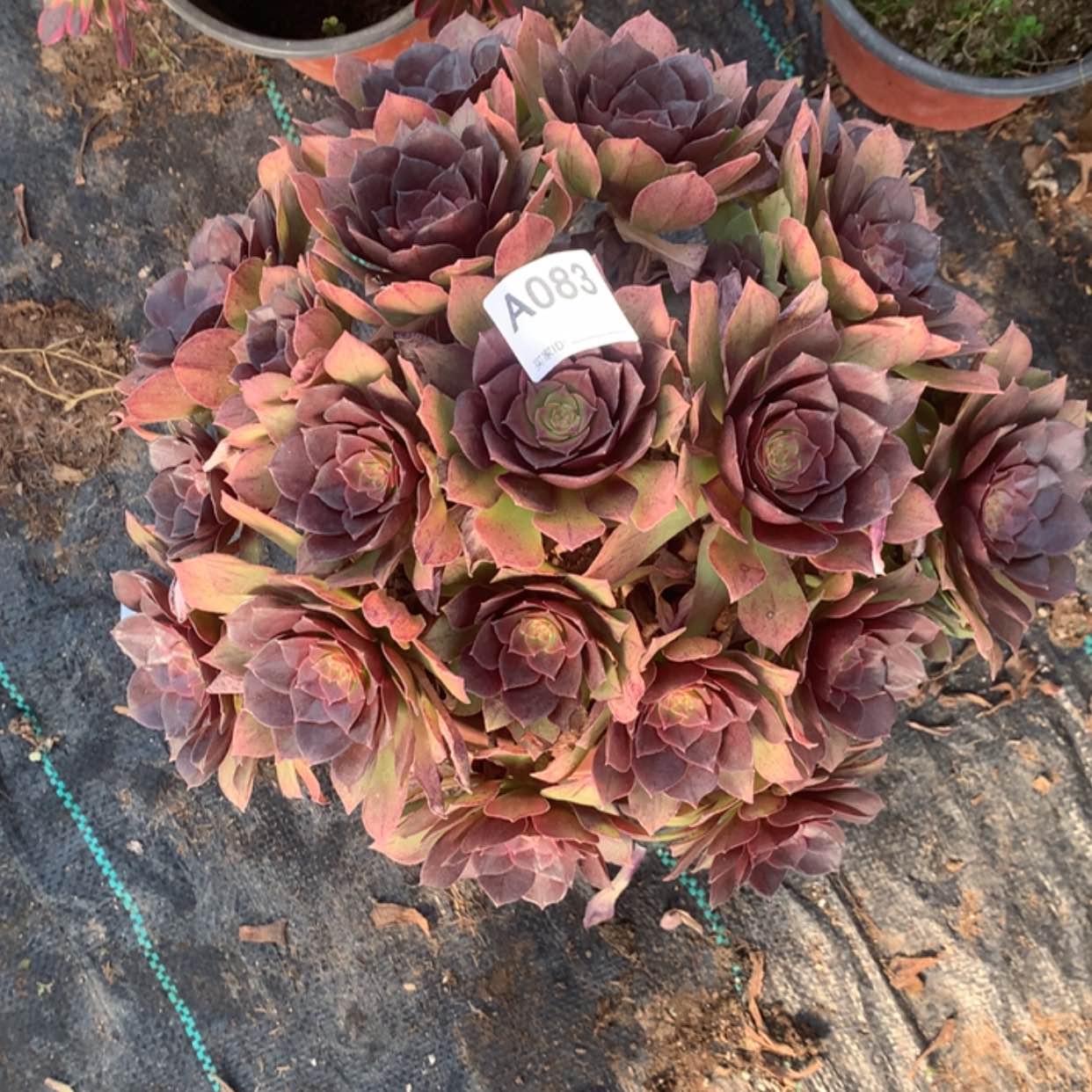 【闪购商品】83桃花石