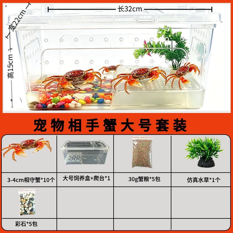 螃蟹宠物饲养套装观赏蟹饲养箱淡水活物相守蟹将军蟹迷你辣椒蟹蟹