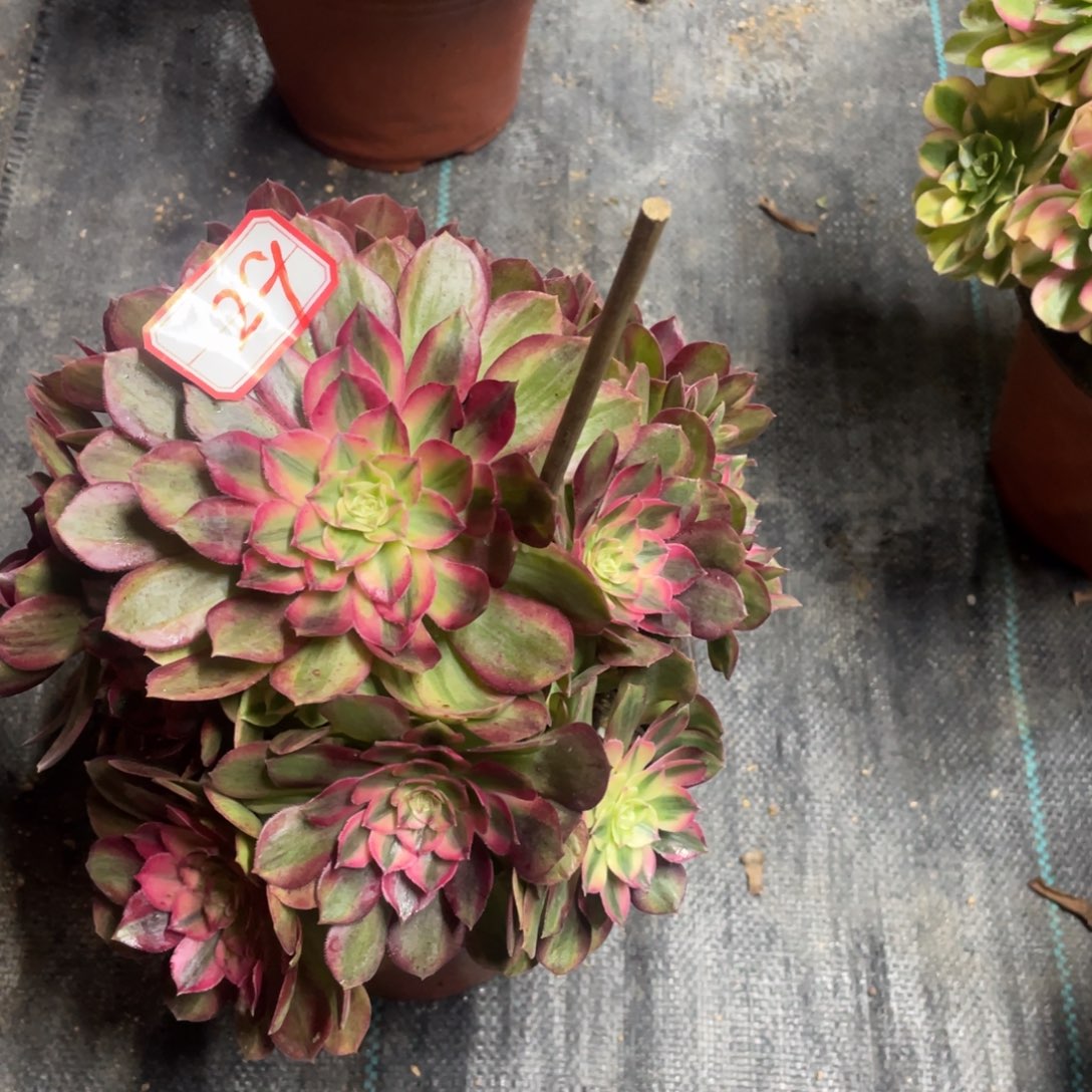 29号玉资法师多肉植物