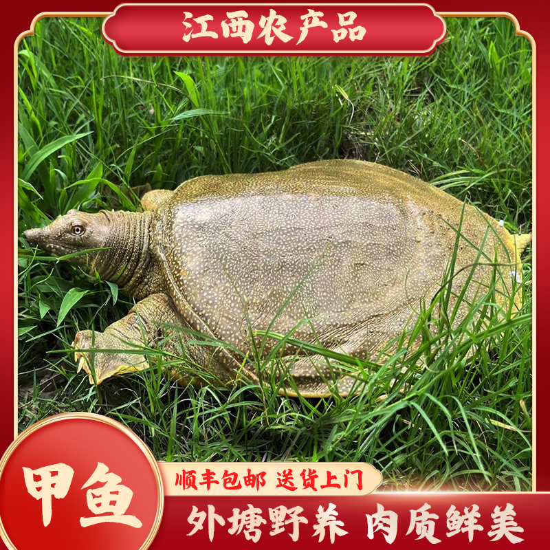 【红烧/清蒸/炖汤】江西南丰外塘生态野养4年整只甲鱼2.1-2.4斤*1只