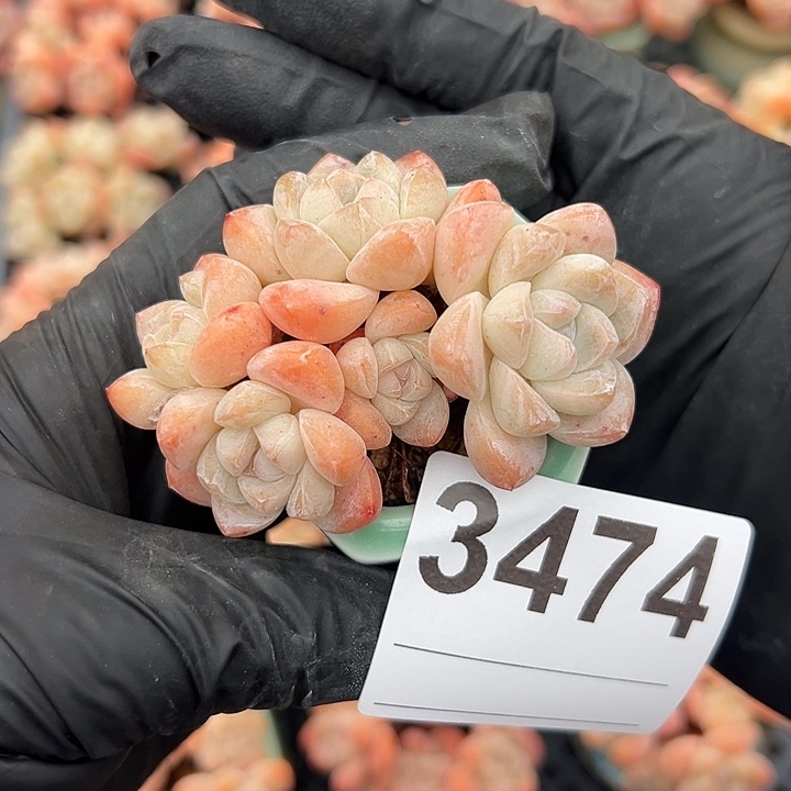 沫***～3474，五头冰玉带盆发