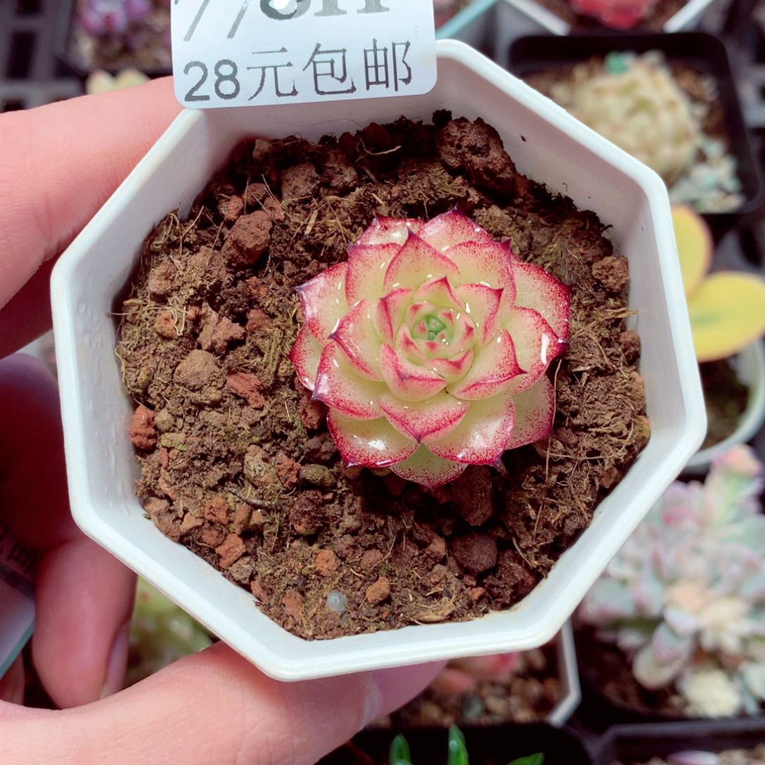 5厘米盆精控多肉778