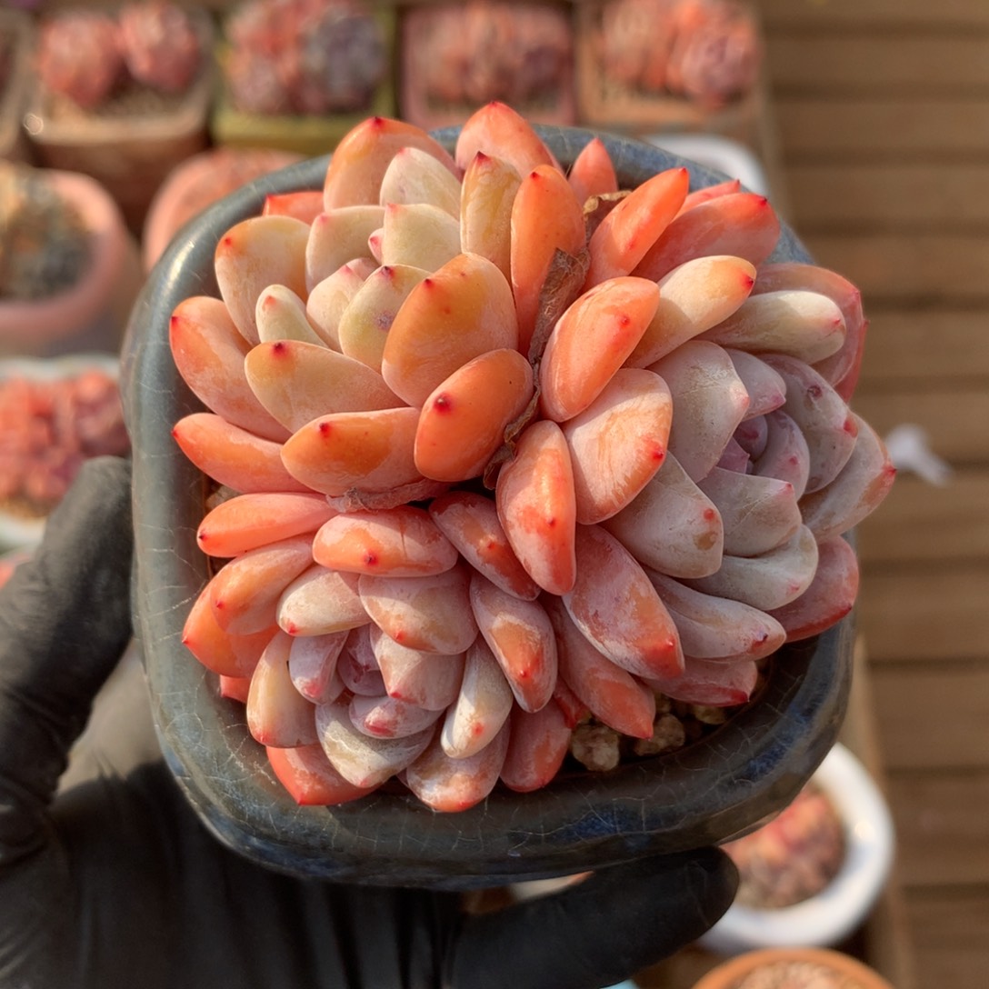 橙梦露 自然群小老桩6.5cm