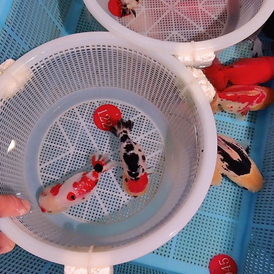 无***做金鱼122兰寿两只特价顺丰包邮