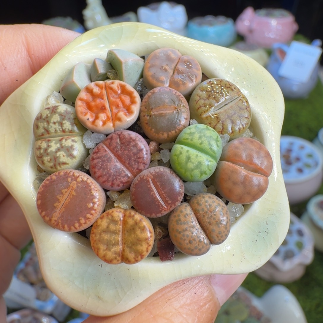 多肉植物福利衝311