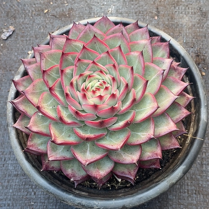 大单头多叶层篝火17脱土发