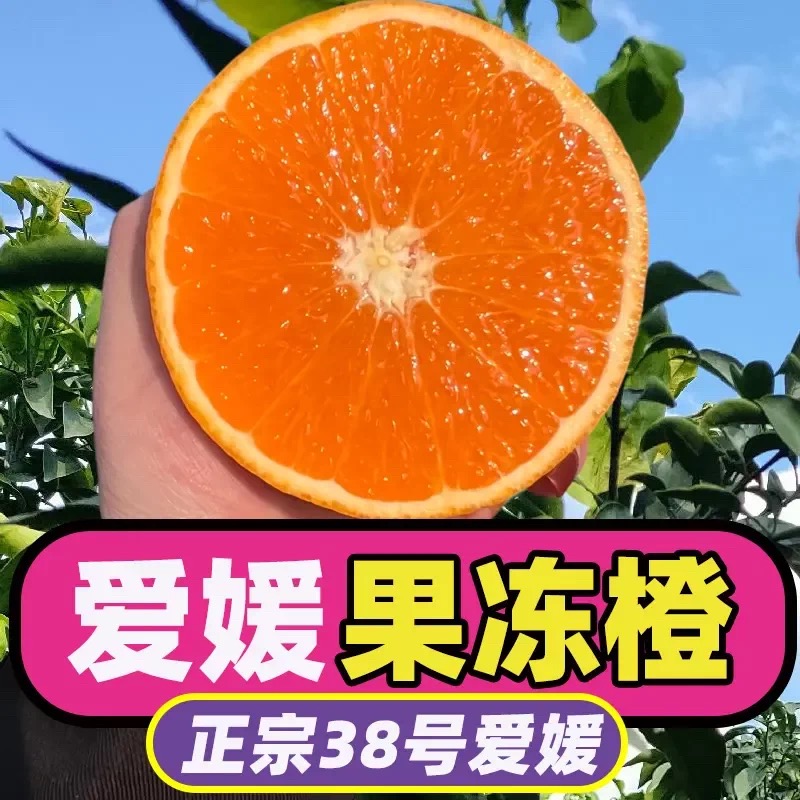 四川爱媛38号果冻橙新鲜应季皮薄肉厚汁水多无核化渣【精品果5斤】