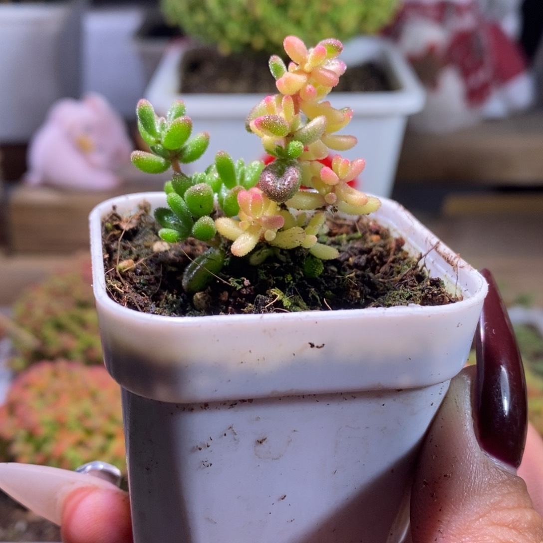 红宝石阴阳带盆土发货一物一拍