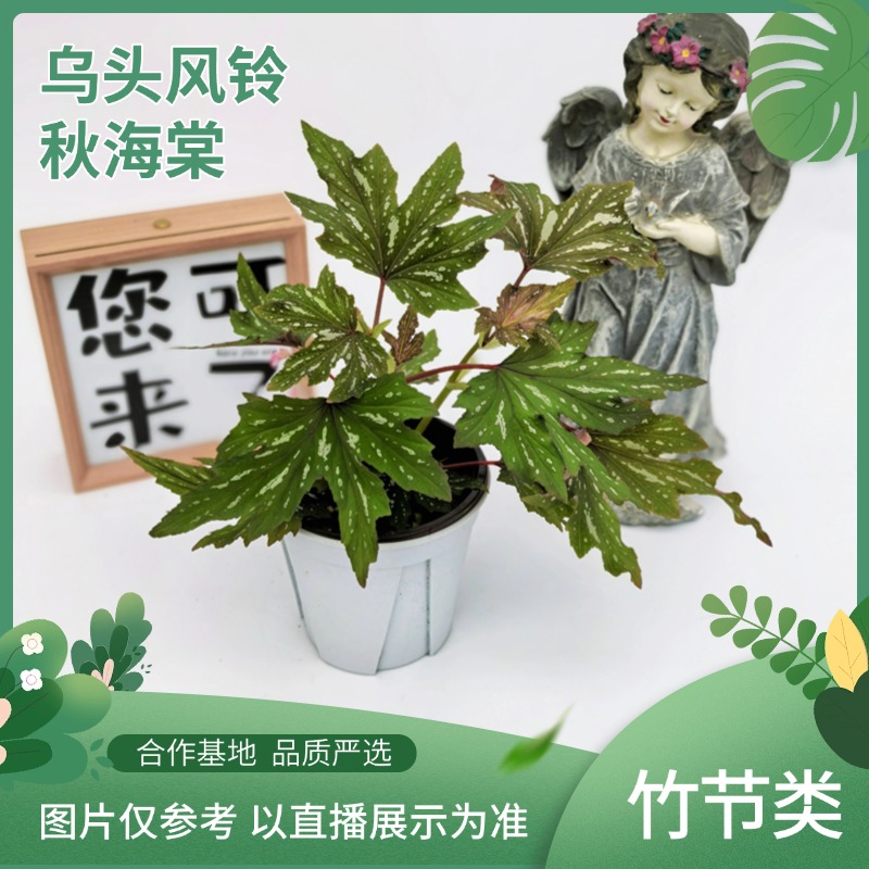 乌头风铃秋海棠花苗室内阳台盆栽四季开花植物