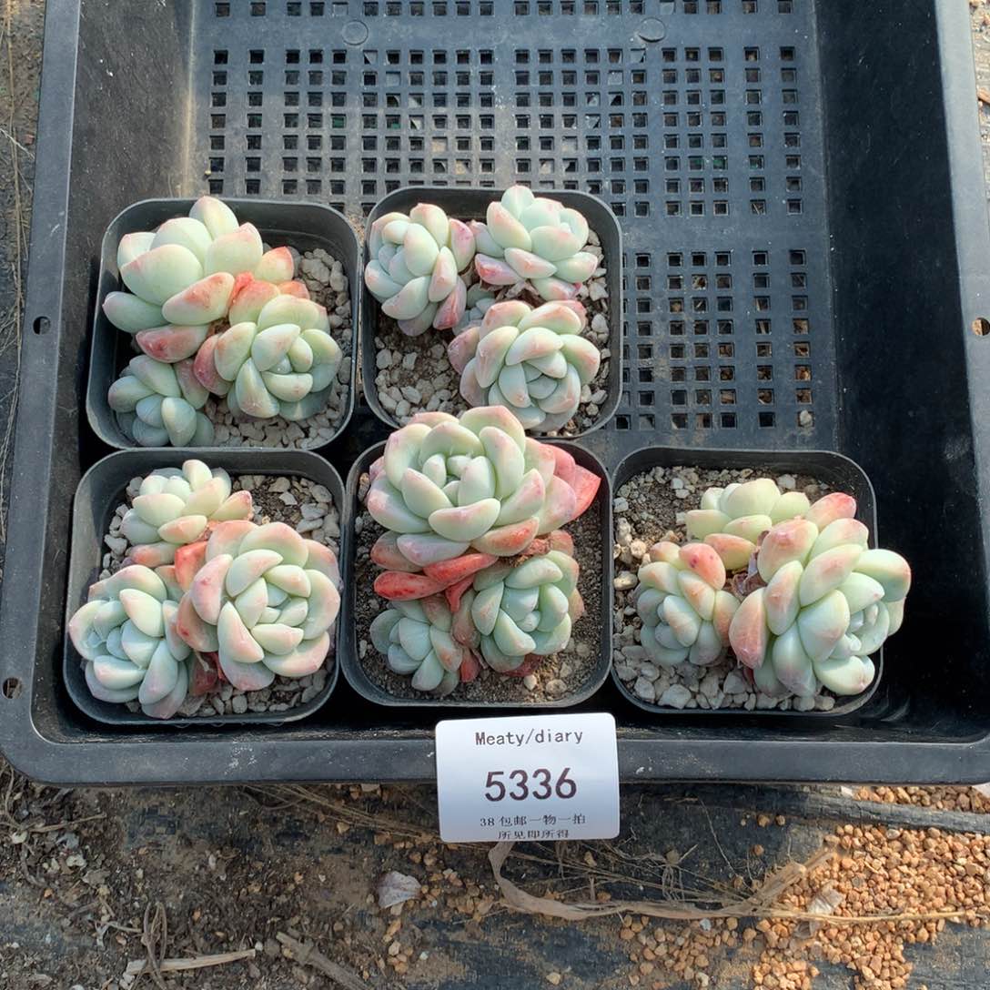 特5336冰玉3头6厘米5颗一组脱土发