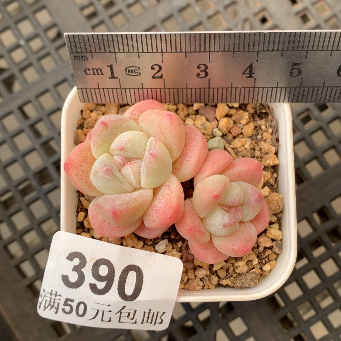 390。小脸双头粉芯冰玉。