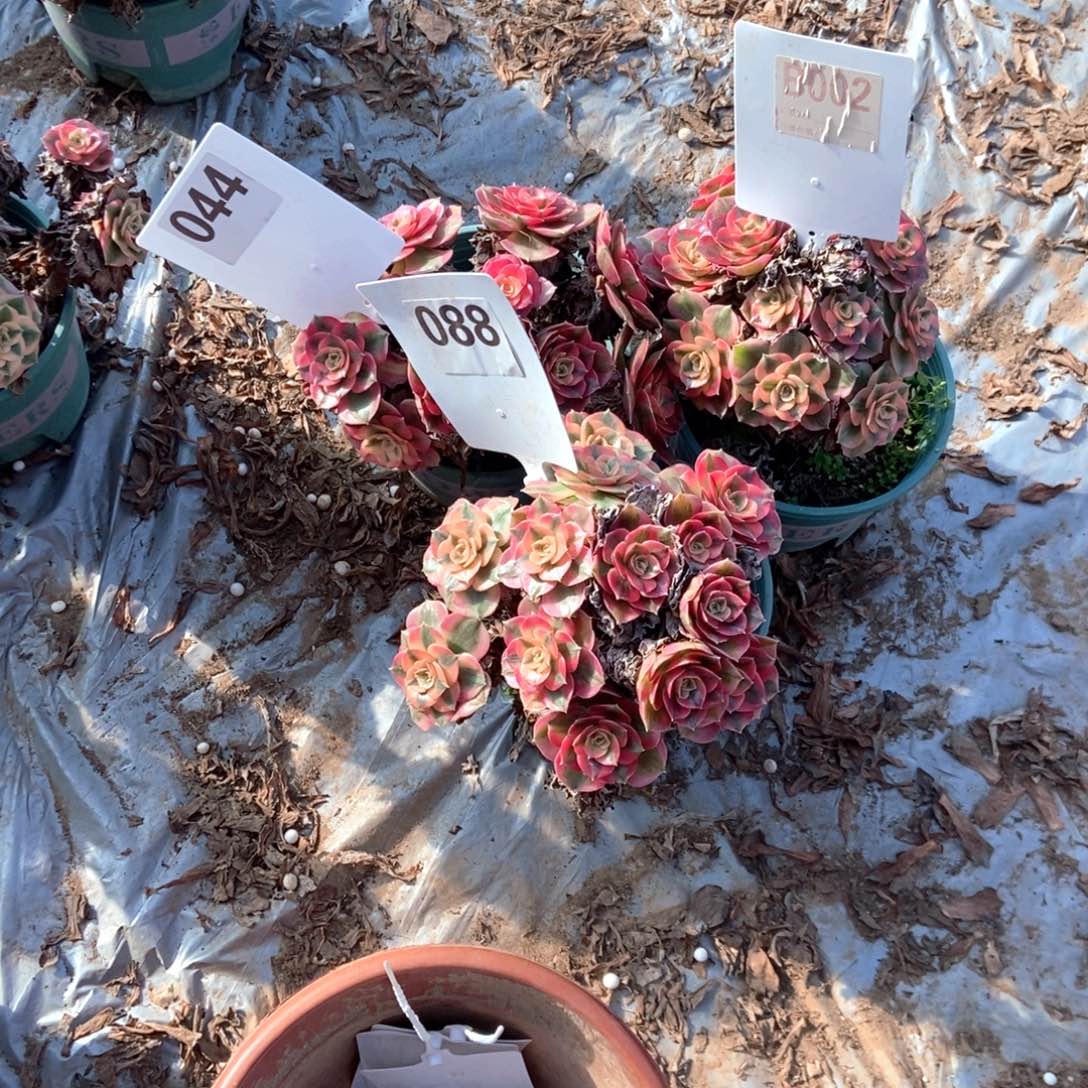 朱***萍044088B002荔枝干伤处理