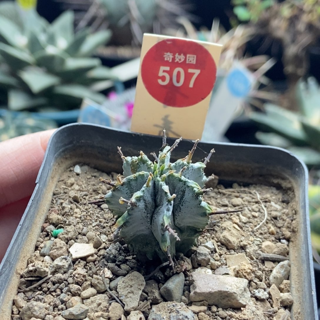 实生白衣魁伟玉一颗仙人球