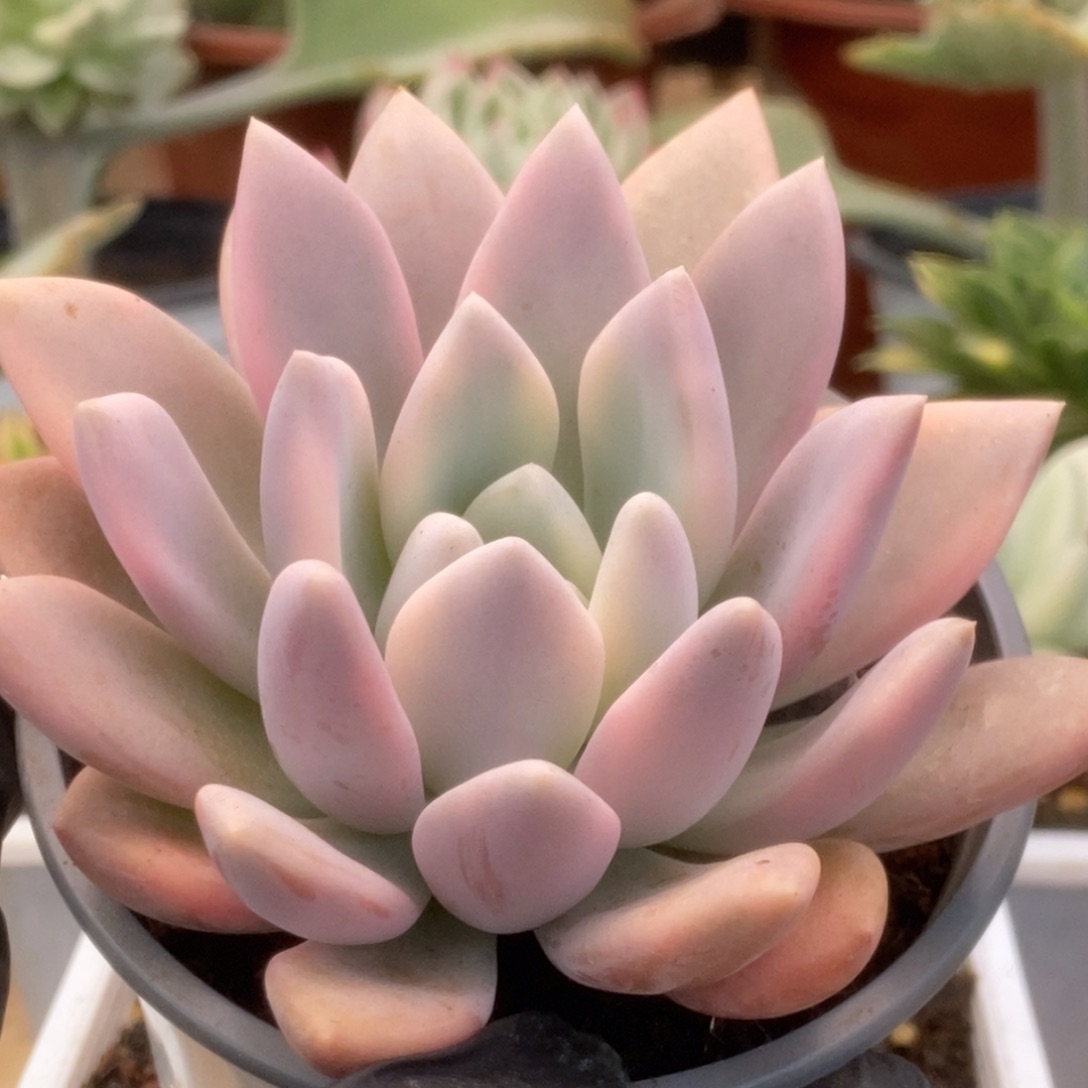 310奥普锦锦锦锦锦锦