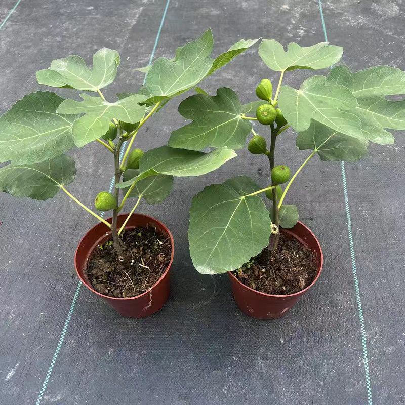 波姬红无花果树苗小苗南北方种植