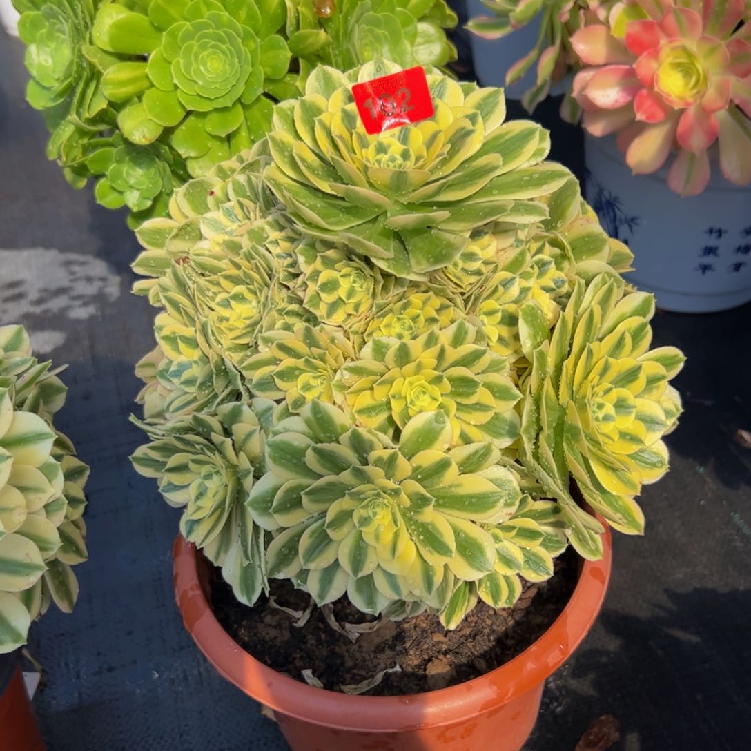 102炖肉植物发货迈巴赫