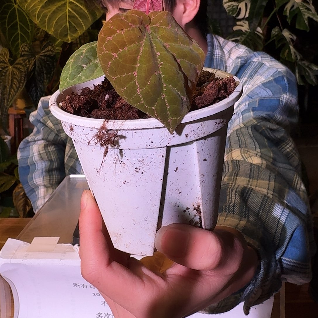 不开花植物A169爱丽丝胡椒