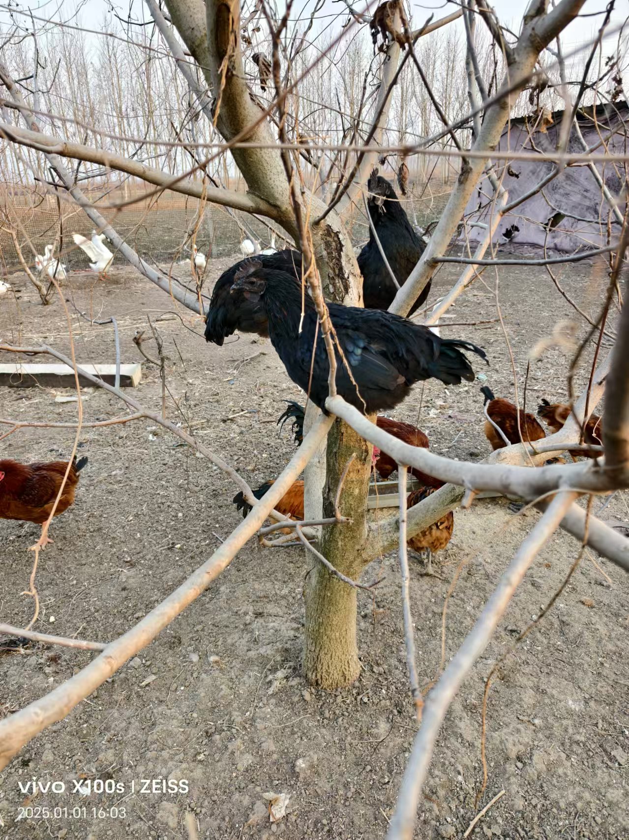 纯粮食喂养，散养一年的母鸡