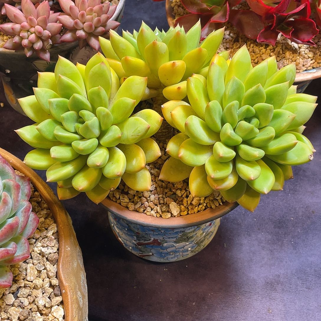 伊***陈多肉植物脱土包邮