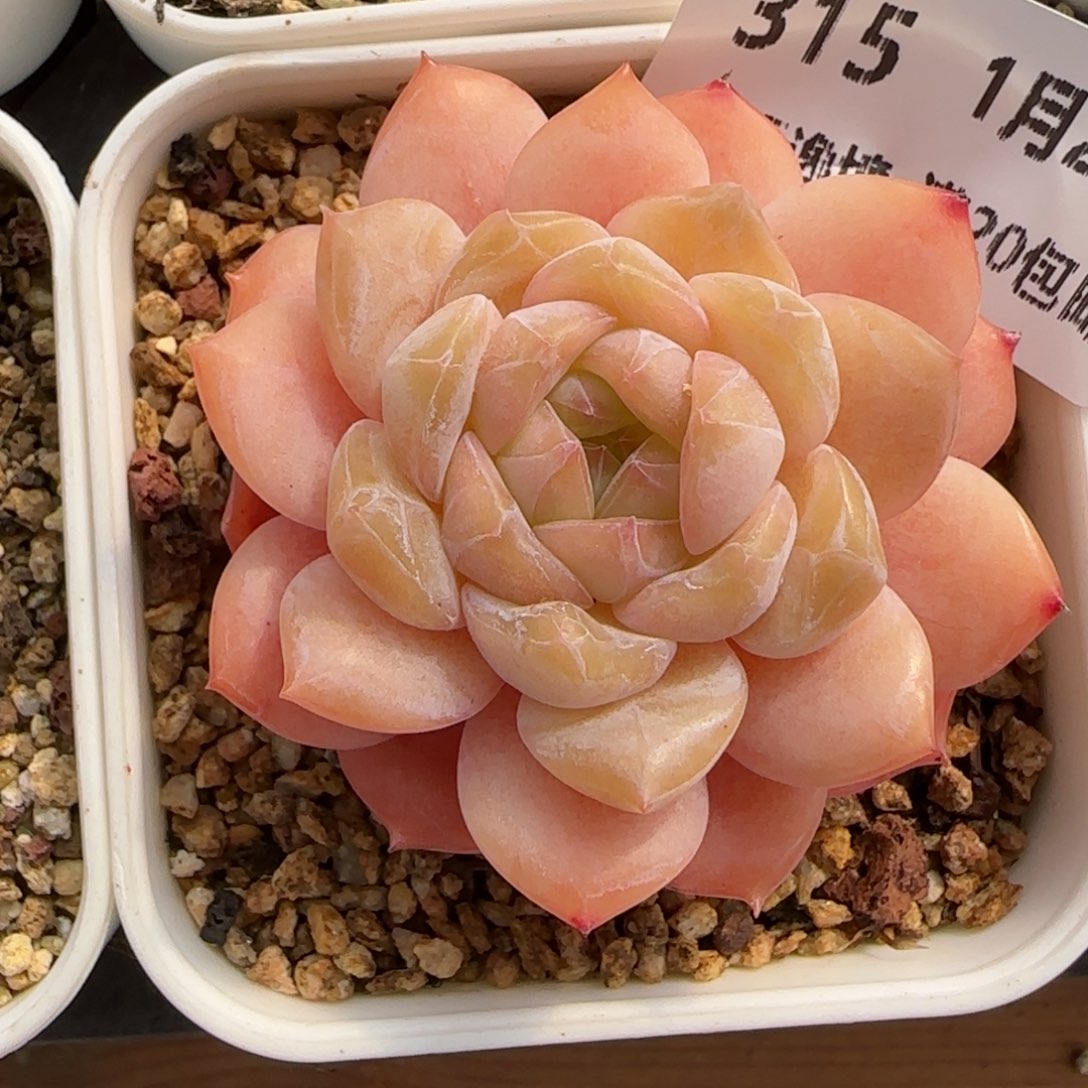 花语逸境0122-315