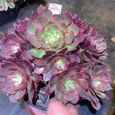 736粉海王多肉植物