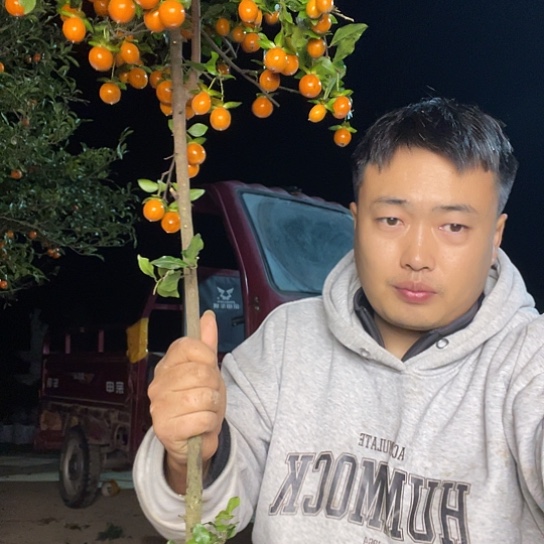 无花朵金弹子庭院原生品种