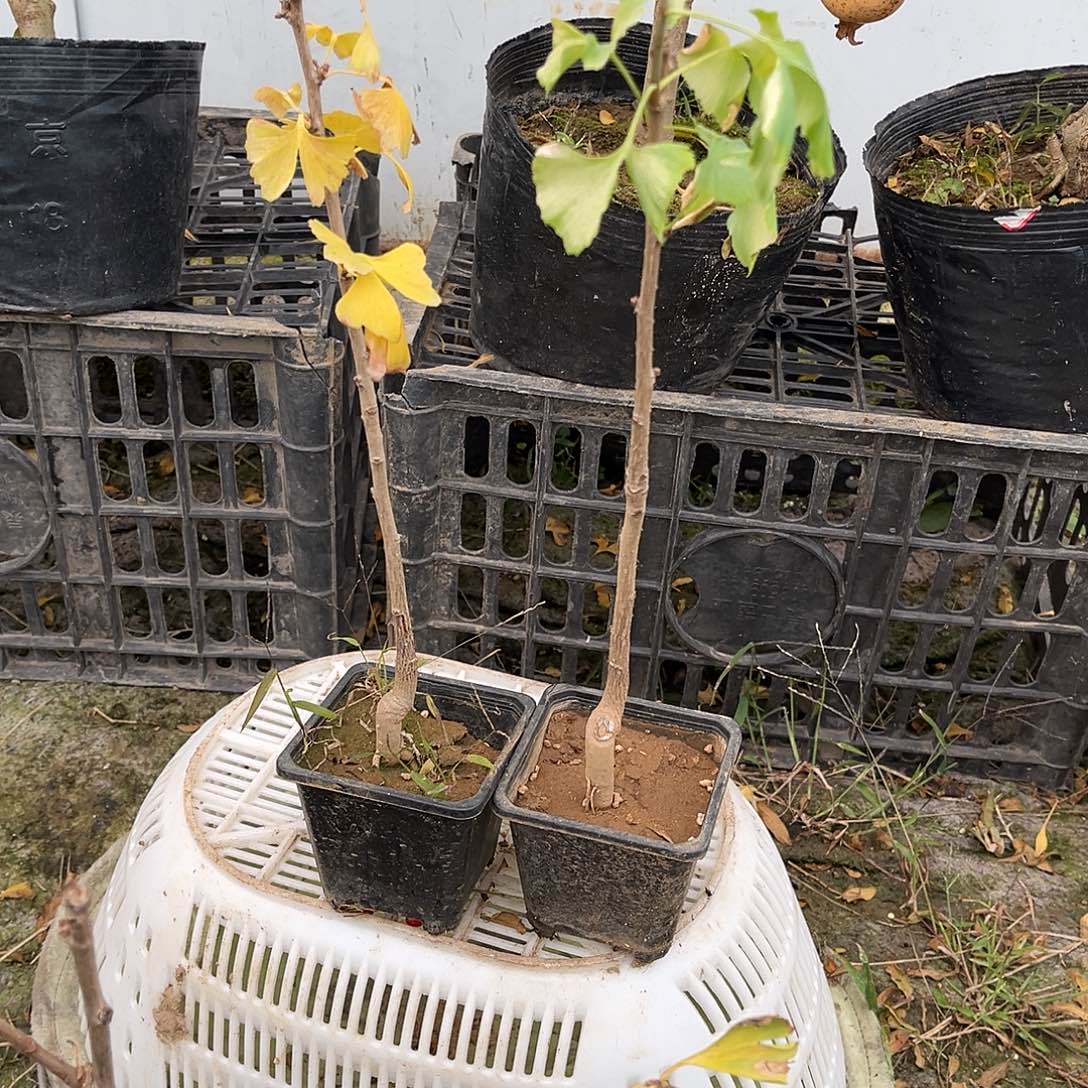 完全开放银杏小盆栽