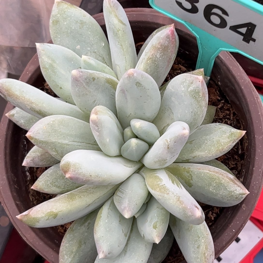 多肉植物伊丽莎白364