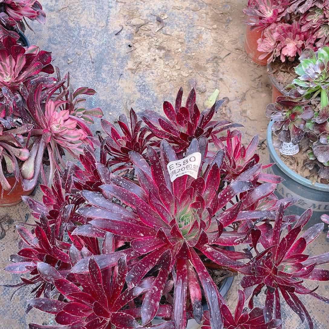 580惊鸿仙子有伤