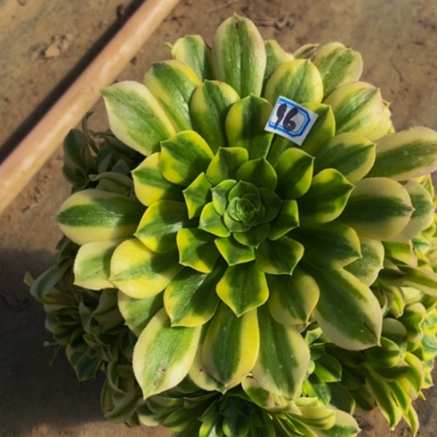 金丝翡翠多肉植物96多肉