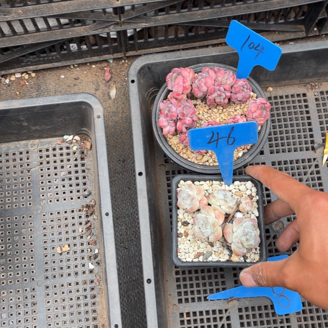 王**.0046冰玉多肉