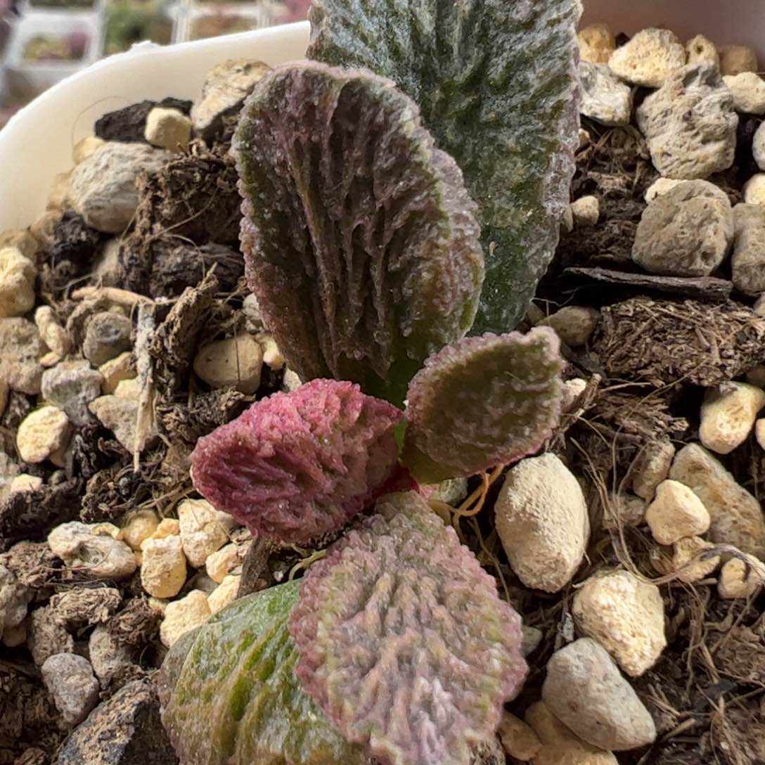 大鱼海棠多肉植物水泡