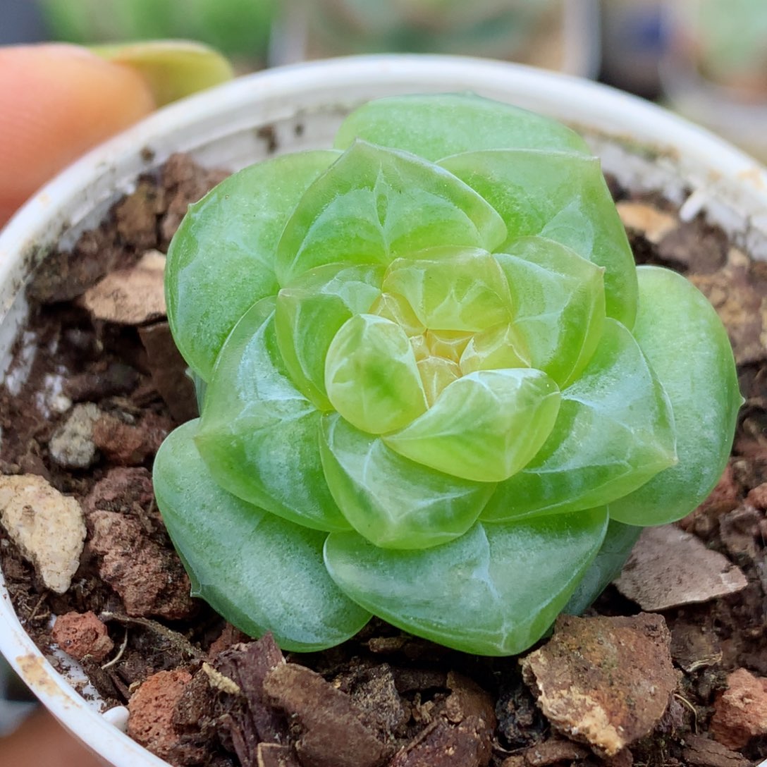 58包邮  群生不包整糖心24