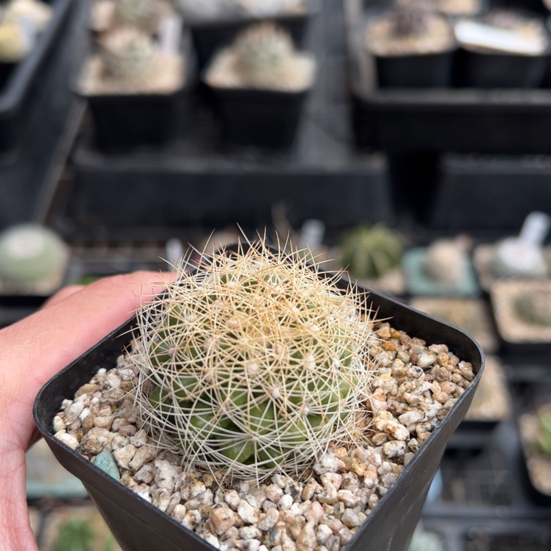 蜘蛛丸 侧芽繁直脱土发货  