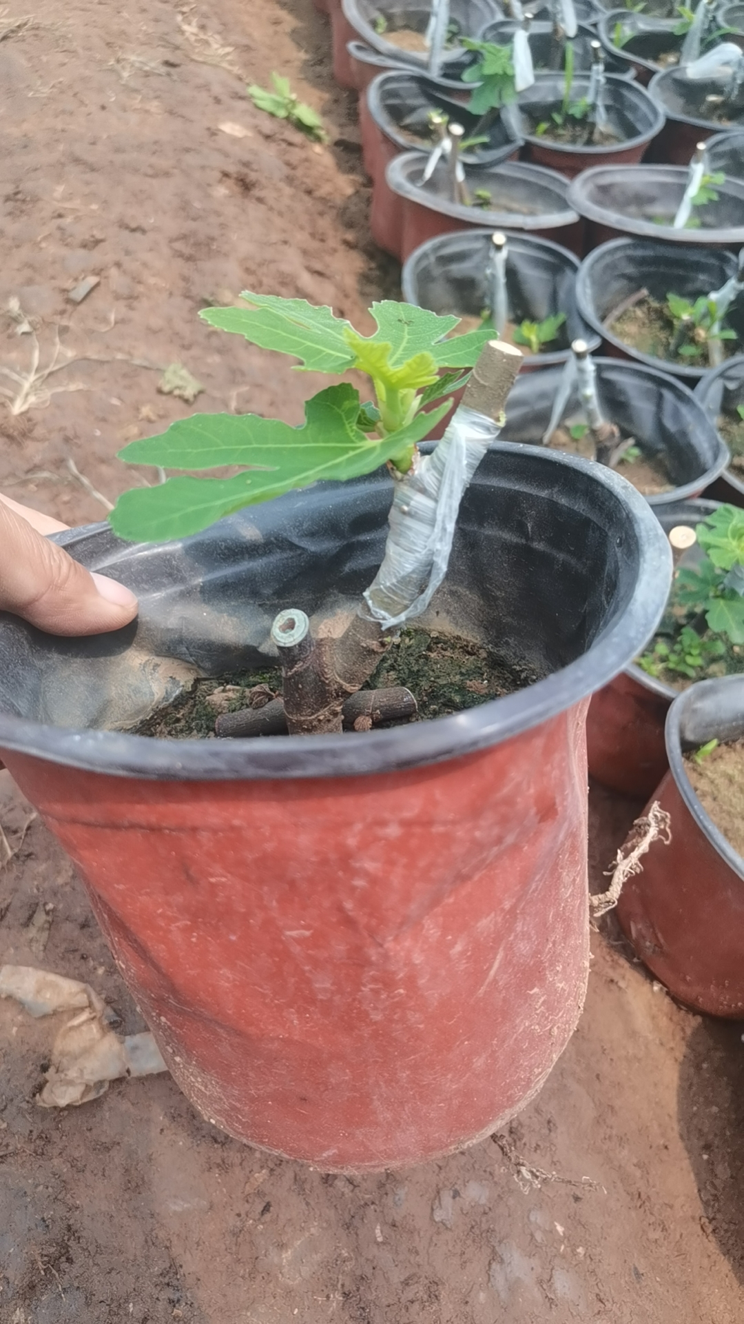 巨无霸无花果盆苗