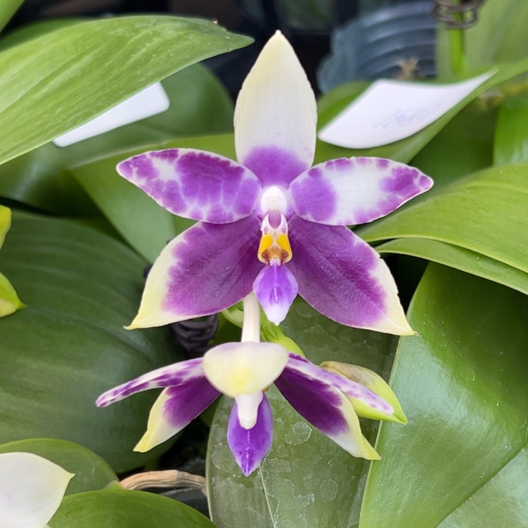 完全开放5号，128米