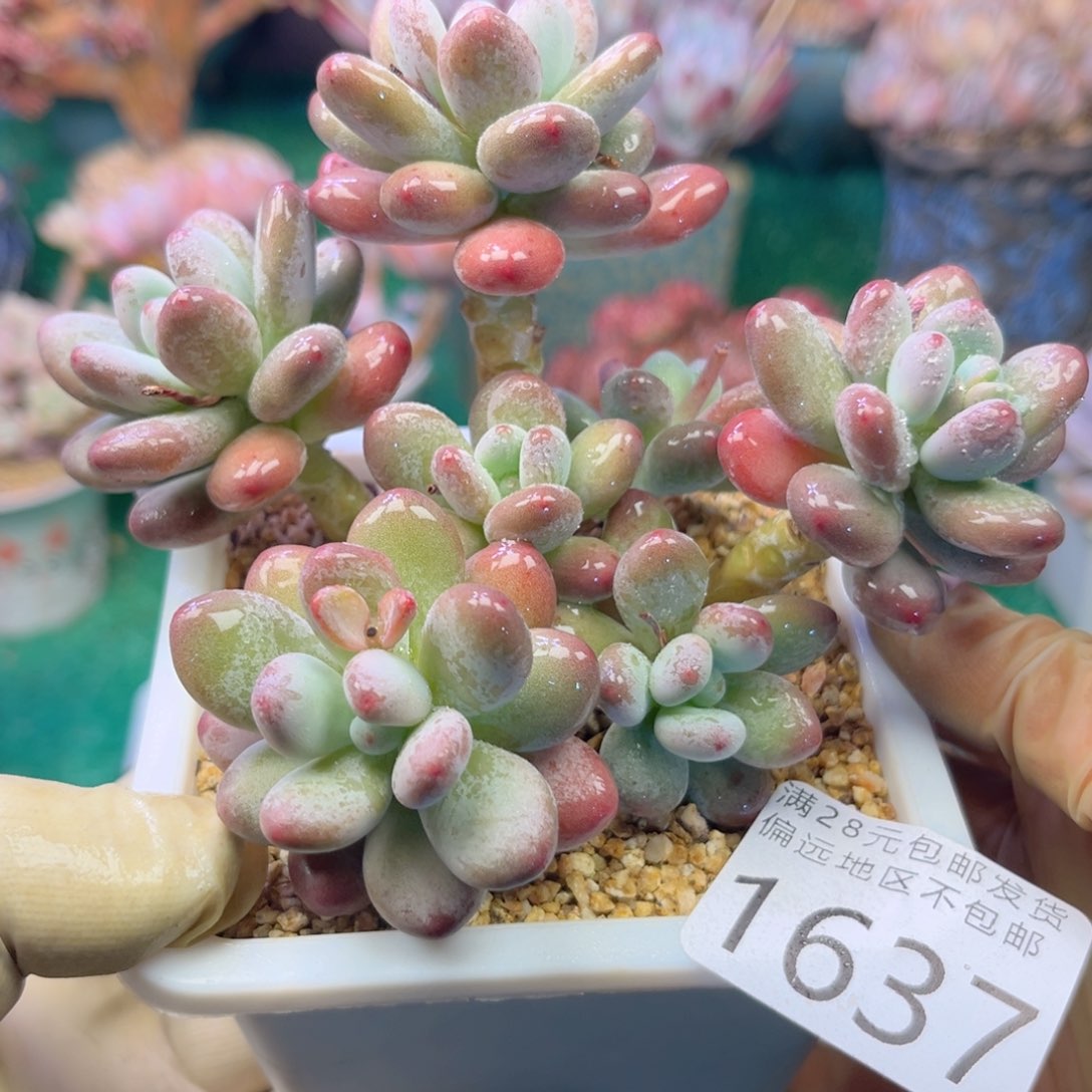 大1637:¥。h x j s j x b v