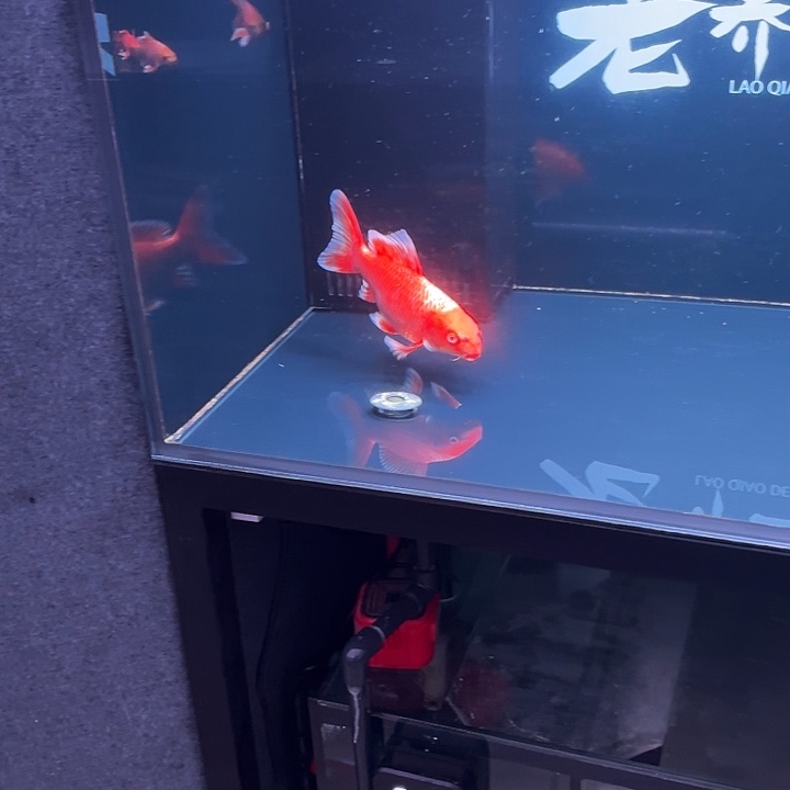 蝴蝶鲤鱼23号蝴蝶鲤48