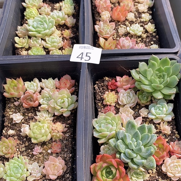 45 多肉植物盆栽花卉