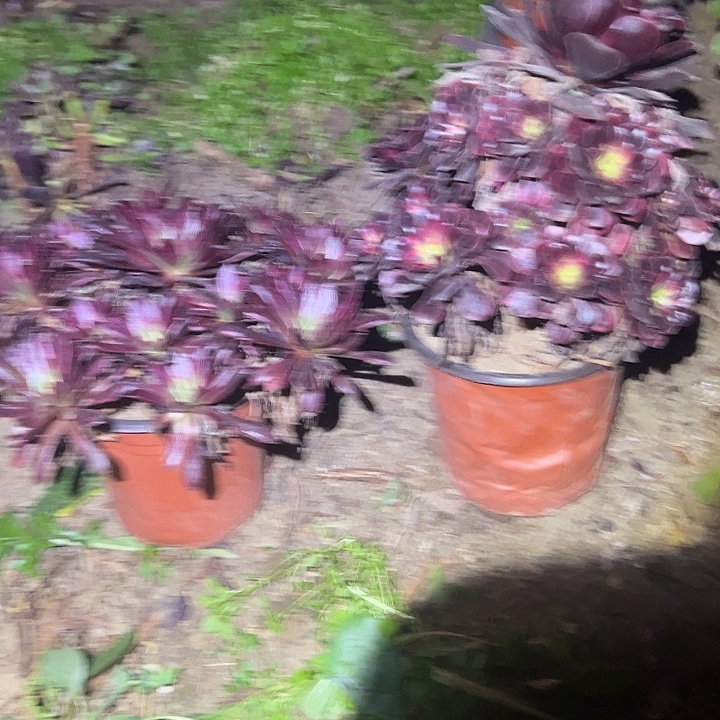 意***风不包侧枝一物一拍9