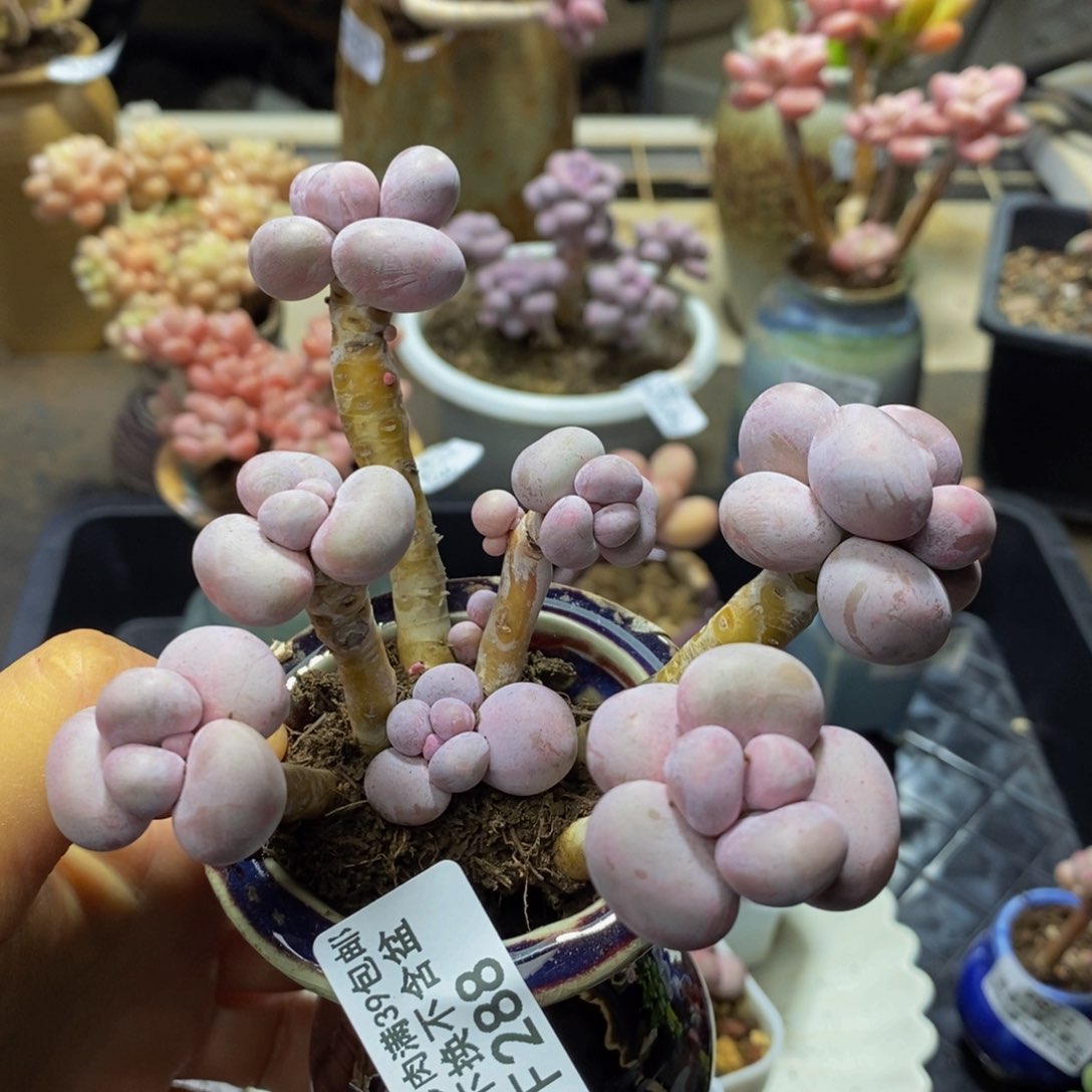 288 芭比奶酪10 厘米