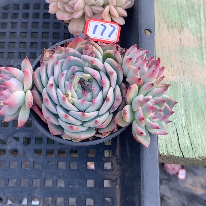 荔***来一物一拍吉娃娃多肉177