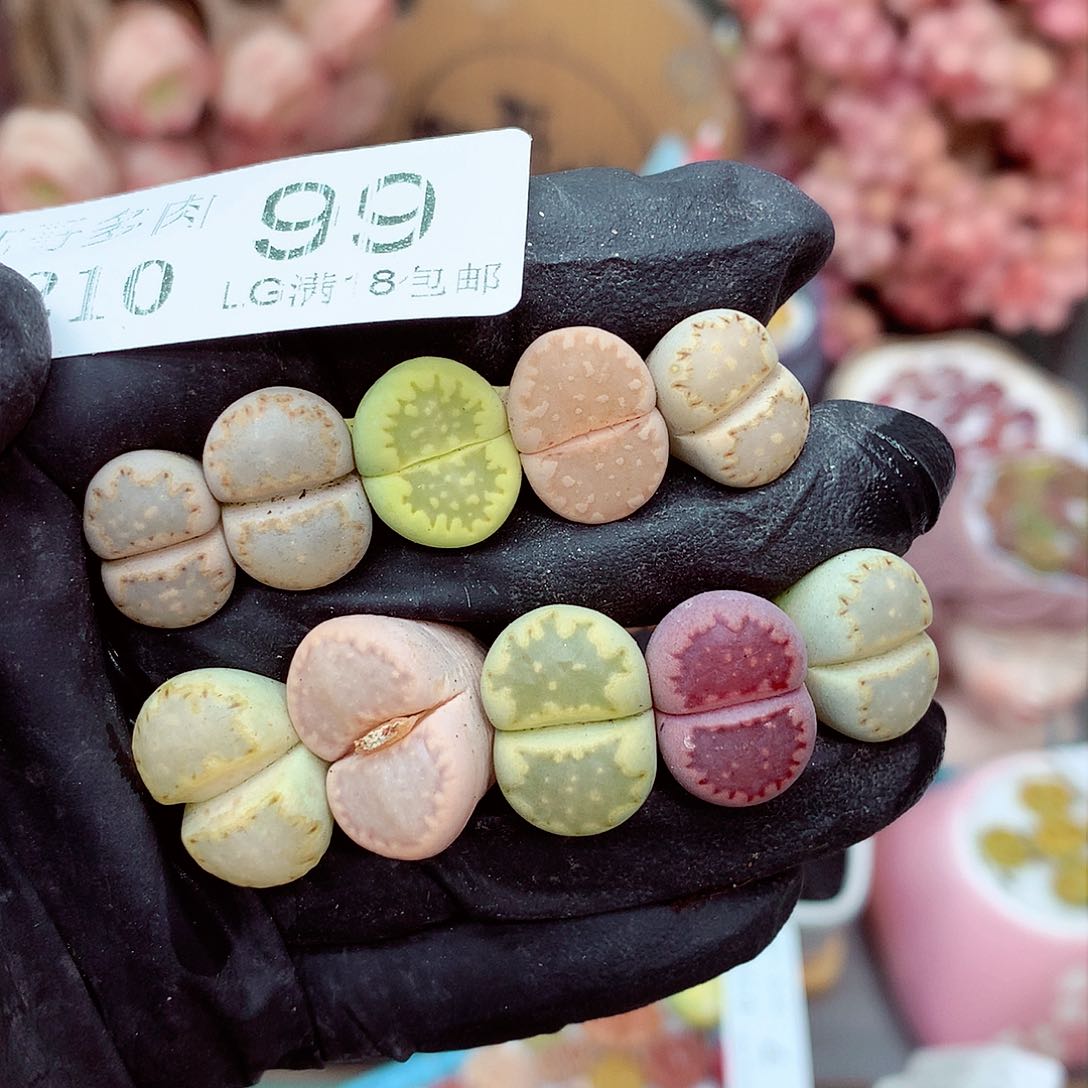 郎哥多肉生石花10-99