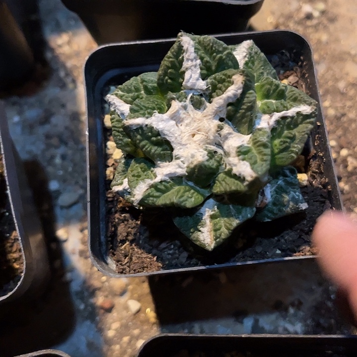 满38包邮2天凑单，脱土晾根发货多肉植物