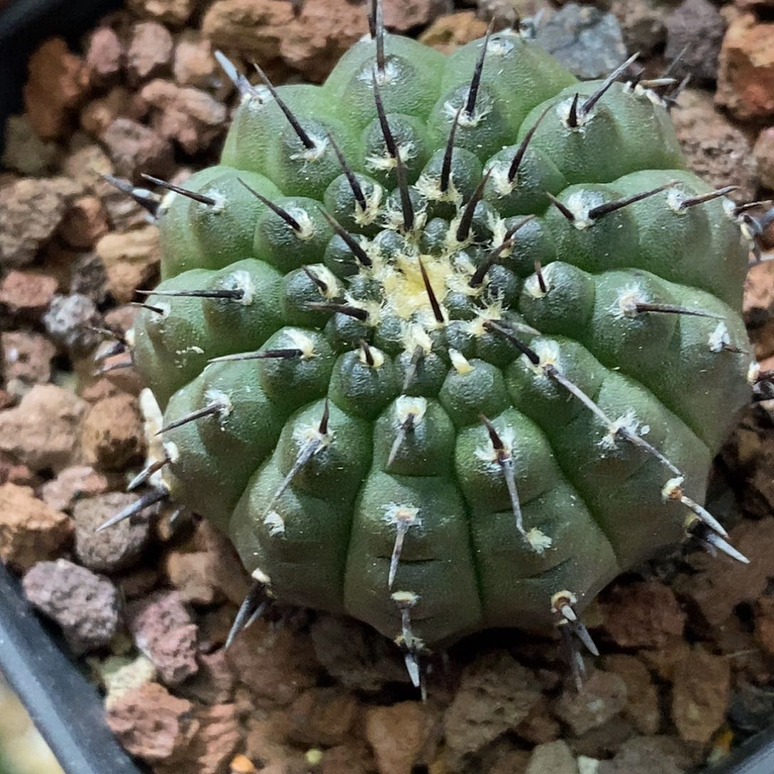 孤品实生特选株稀有单刺基因黑刺风头